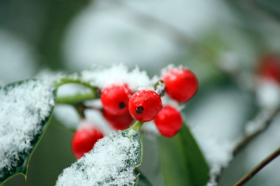 red-berries.jpg